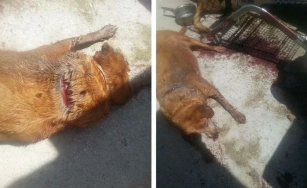 Γέρακας: 38χρονος σε κατάσταση αμόκ έσφαξε δύο σκυλιά και απειλεί να αυτοκτονήσει! (ΦΩΤΟ)