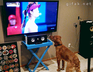 Funny animal gifs - part 84 (10 gifs), dog loves watching tennis on tv