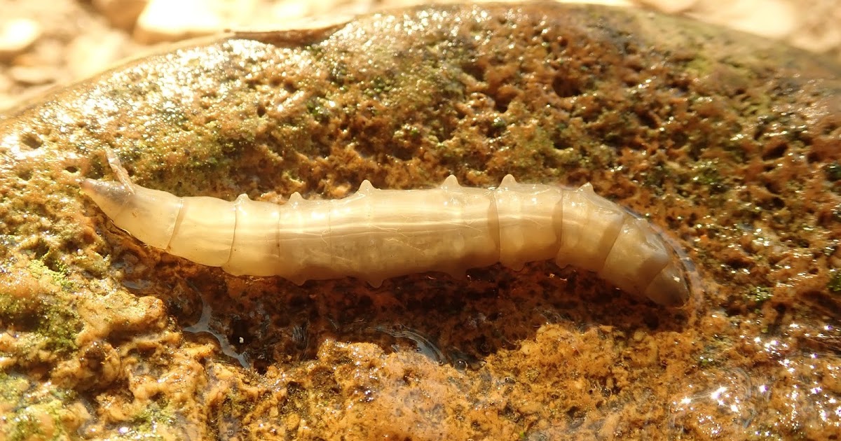 Springfield Plateau Horse Fly Larvae