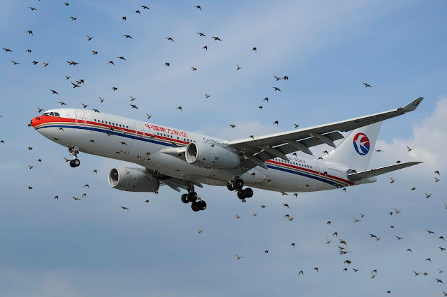 Aircraft bird strike