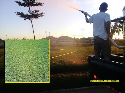 Merawat Rumput Gajah Mini Merawat Rumput Gajah Mini