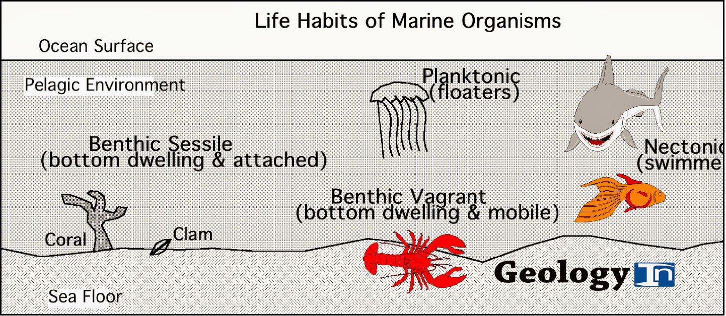 Fossils and Their Environments Geology In