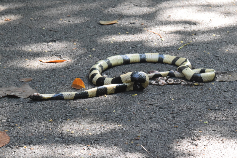 Singapore Wild Animals Singapore Snakes