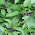 IT’S THE MOST POWERFUL ANTIOXIDANT AND IT WILL CLEANSE YOUR ARTERIES FROM LDL CHOLESTEROL