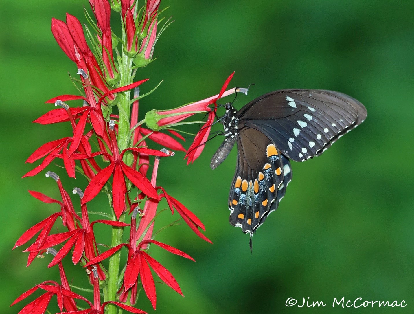 Ohio Birds and Biodiversity Cardinalflower, rare in white, and pollinating swallowtails