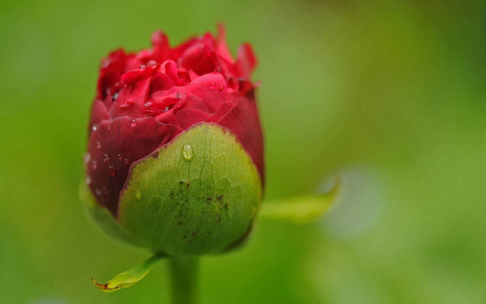 Single-Rose-HD-art-Photography-stock-image-close-up-shot-free-downoad.jpg Single-Rose-HD-art-Photography-stock-image-close-up-shot-free-downoad.jpg