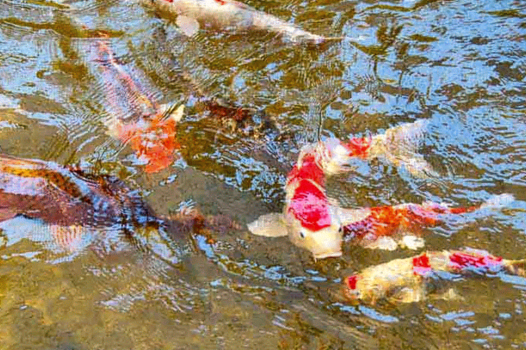 Ryukyu Life Koi or Carp Are Some Colorful Fish