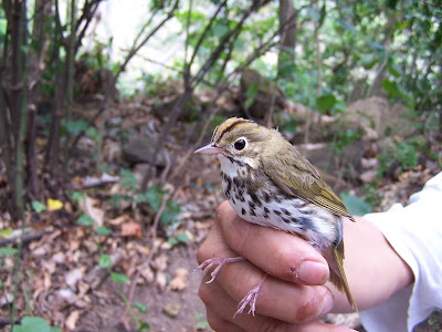 migratory birds Nicaragua