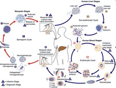 Maláriás plazmodium makrogametocita. Malária – Wikipédia - A malária plazmodium formái