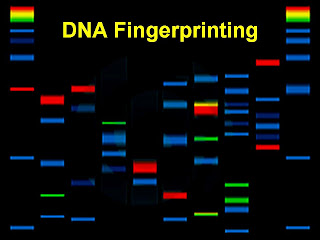 Bigfoot DNA Finger print