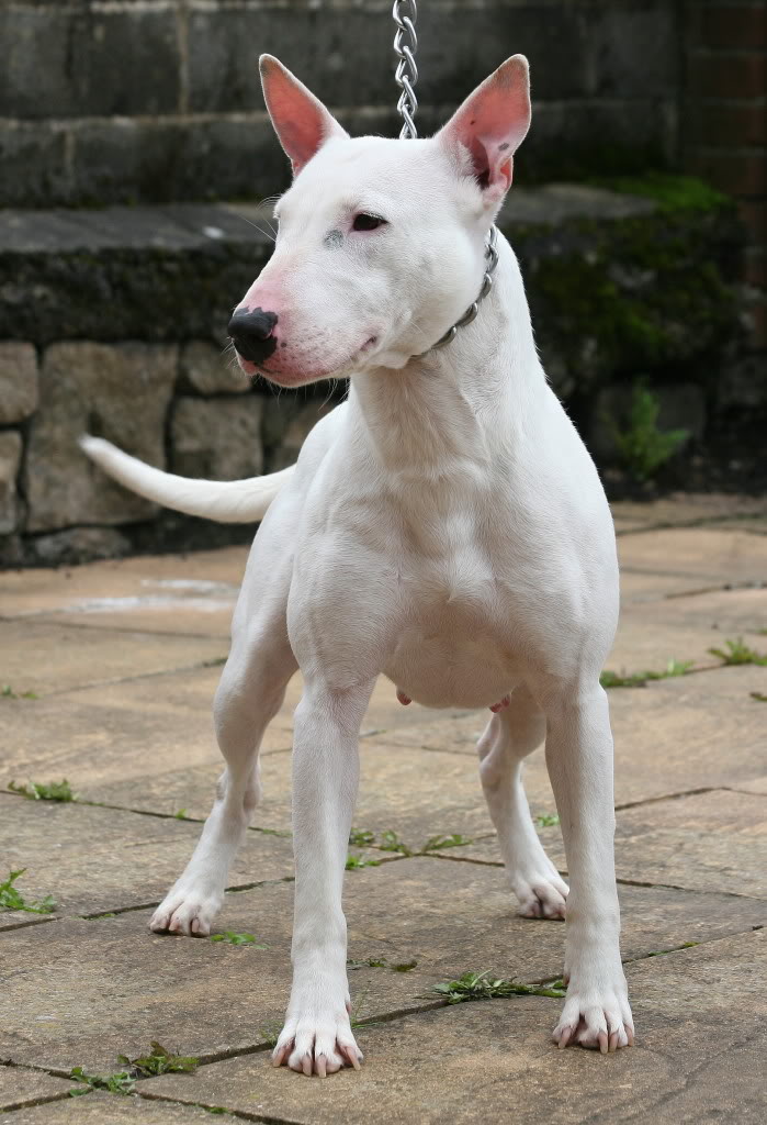 Pedigree Dogs Exposed The Blog Bull Terriers head case