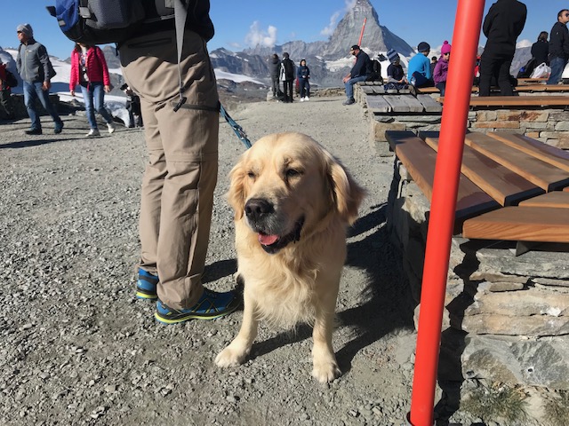 スイス・ツェルマット・ゴルナーグラート山頂で出会った犬