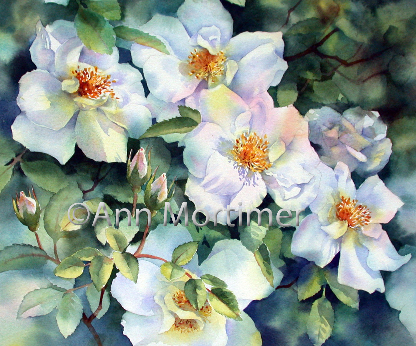 Ann's Watercolour Studio: Nevada Rose painting step by step