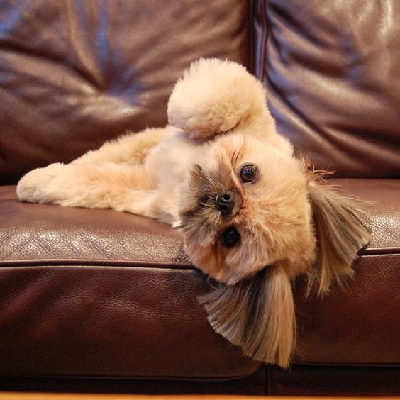O estudo afirma que os shih tzu ajudam a dormir melhor