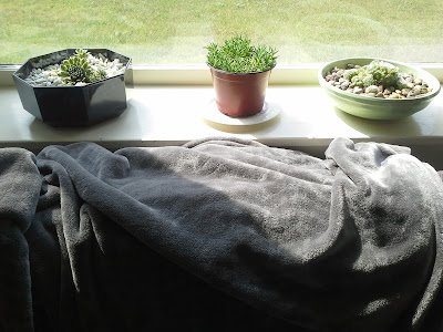 succulents plants window sill succulents plants window sill