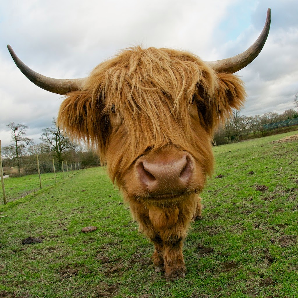 Highland Wildlife Park Without Car Highland Wildlife Park Without Car