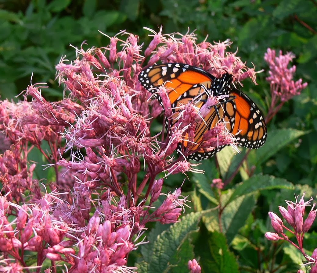 The Vermont Gardener Monarch Butterflies