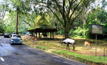 Wisata Taman Safari Bogor Jawa Barat Wisata Taman Safari Bogor Jawa Barat