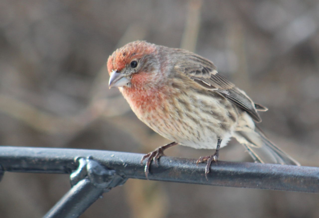 Mostly Birds A Flock of Finches