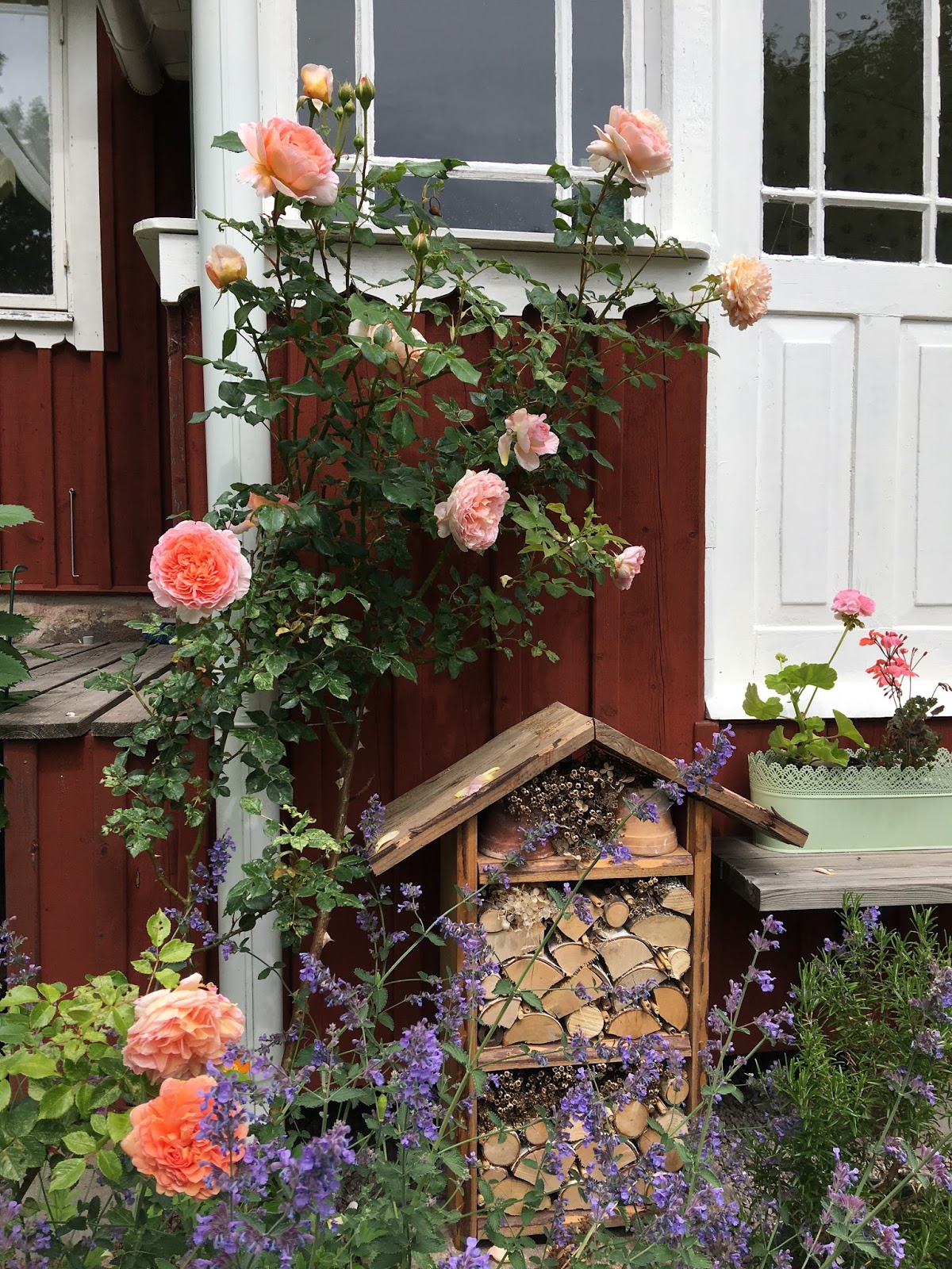 Min trädgård Ogräs eller inte Min trädgård Ogräs eller inte