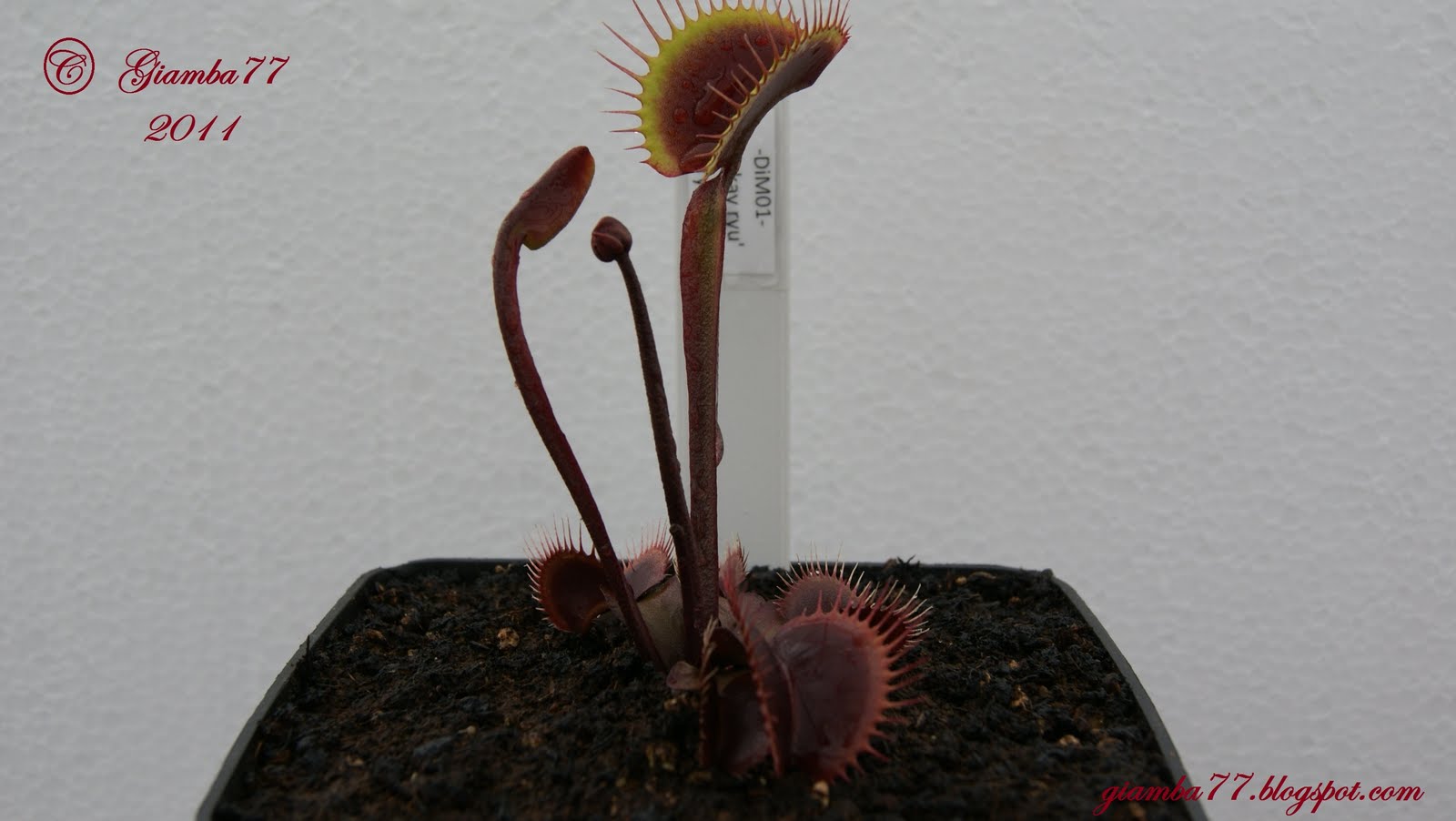 Rinvaso Dionaea