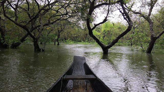 Ratargul Swamp Forest