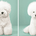 7 Cute Pictures Of Dogs Before And After Japanese Grooming