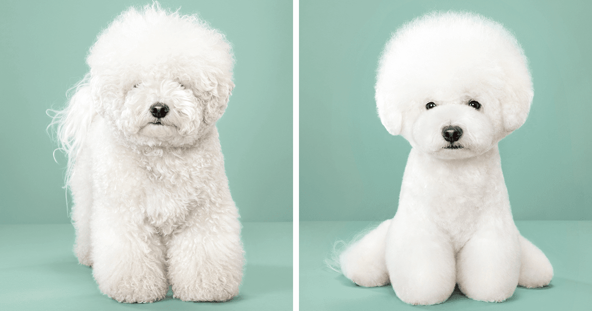 Amazing Japanese Dog Grooming in the world The ultimate guide 