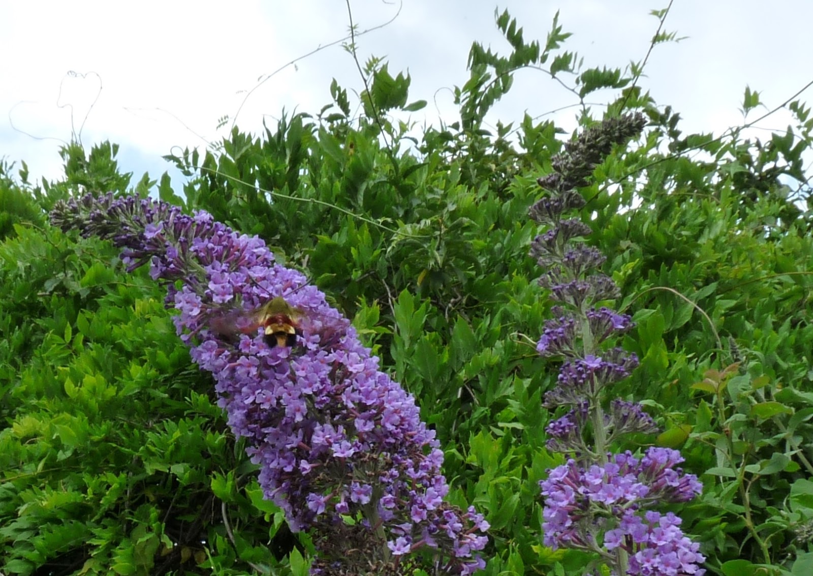 Proven Winners Colorchoice Plant Of The Week August 2015