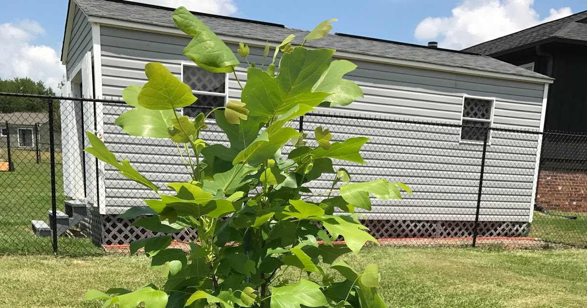 How Quickly Does A Tulip Poplar Grow Yearly? Mom Files
