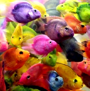 Peces Foto de peces en el agua y de distintos colores