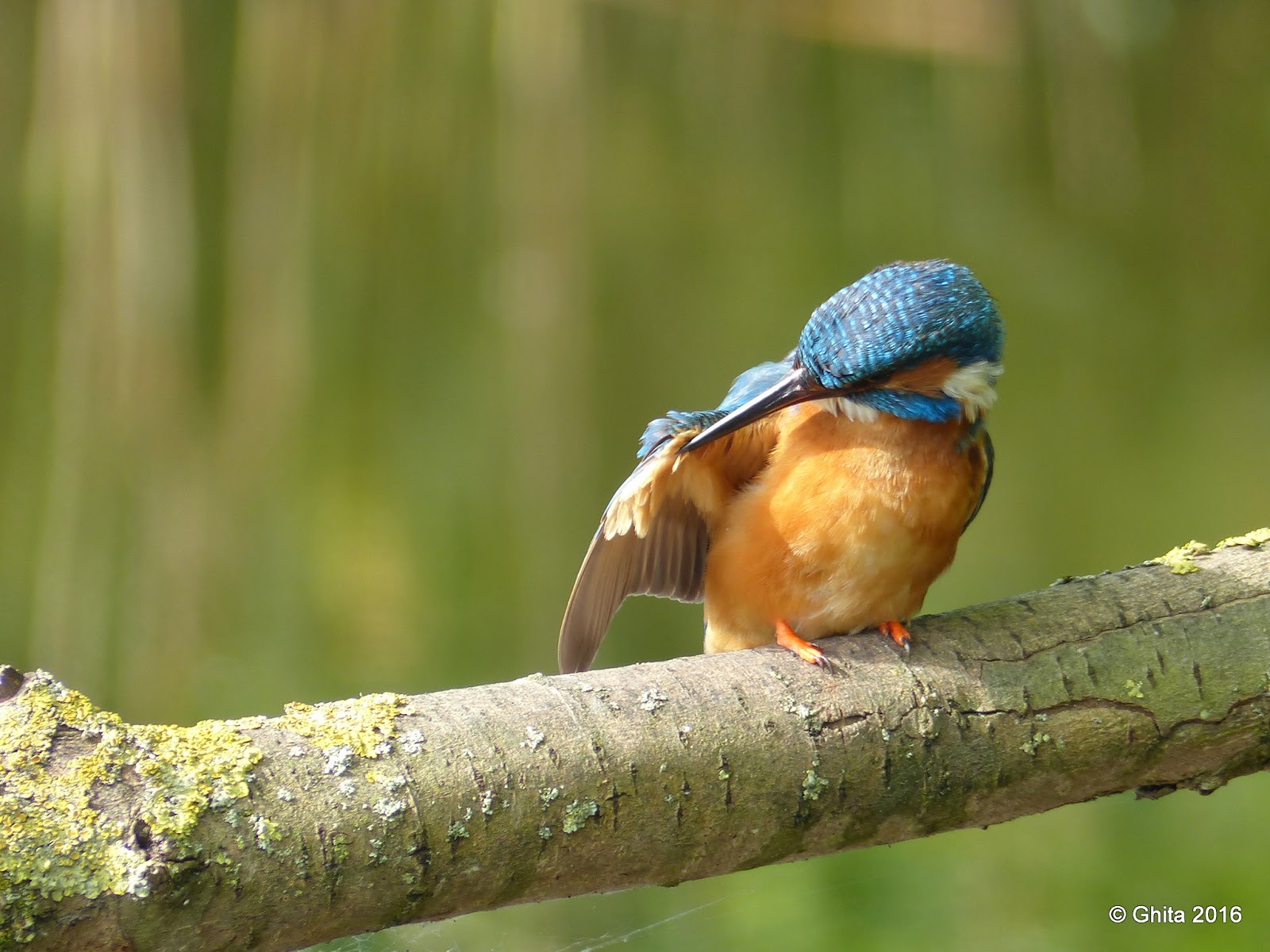Carpe diem: ijsvogels en meer......