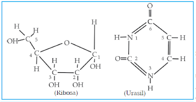 Rumus kimia gula pentosa (Ribosa) dan basa urasil dari RNA