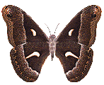 img-borboleta-marrom-voadora.gif