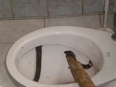 dj snake gana snake bites man s penis as he sits on a public toilet in dj snake gana snake bites man s penis as he sits on a public toilet in