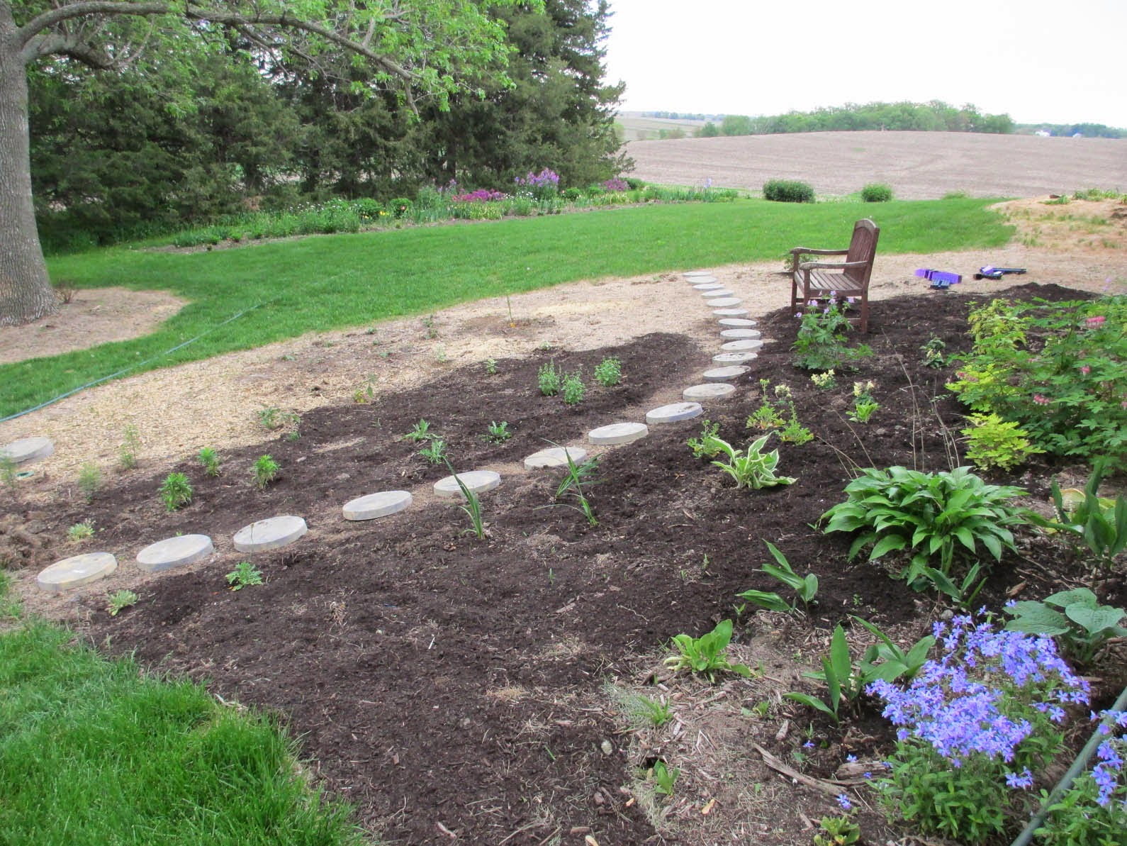 Garden Fancy My New Yellow Garden