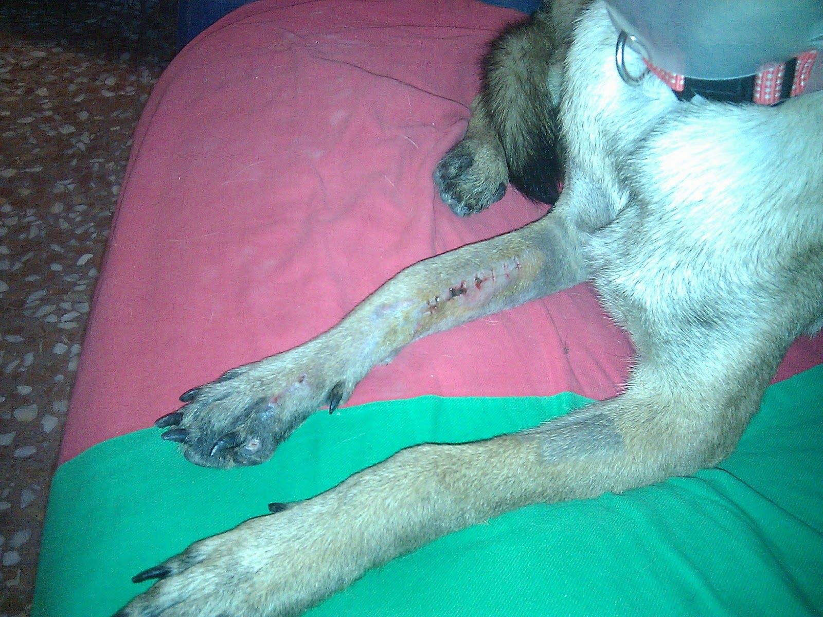 Mercy der Social Media Hund Fäden ziehen