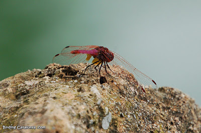 Pipa aureolada (Trithemis kirbyi)