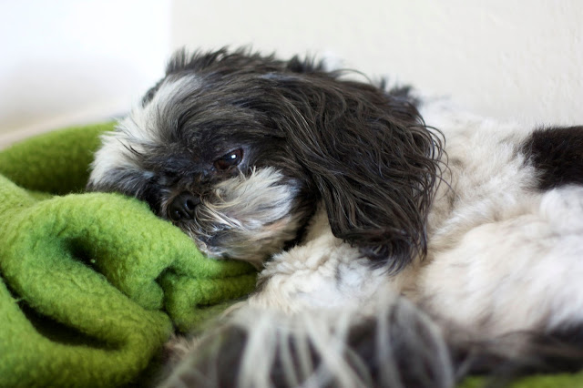 5 remédios que você nunca deve dar ao seu shih tzu