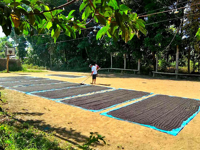 Black pepper being sun-dried. Black pepper being sun-dried.