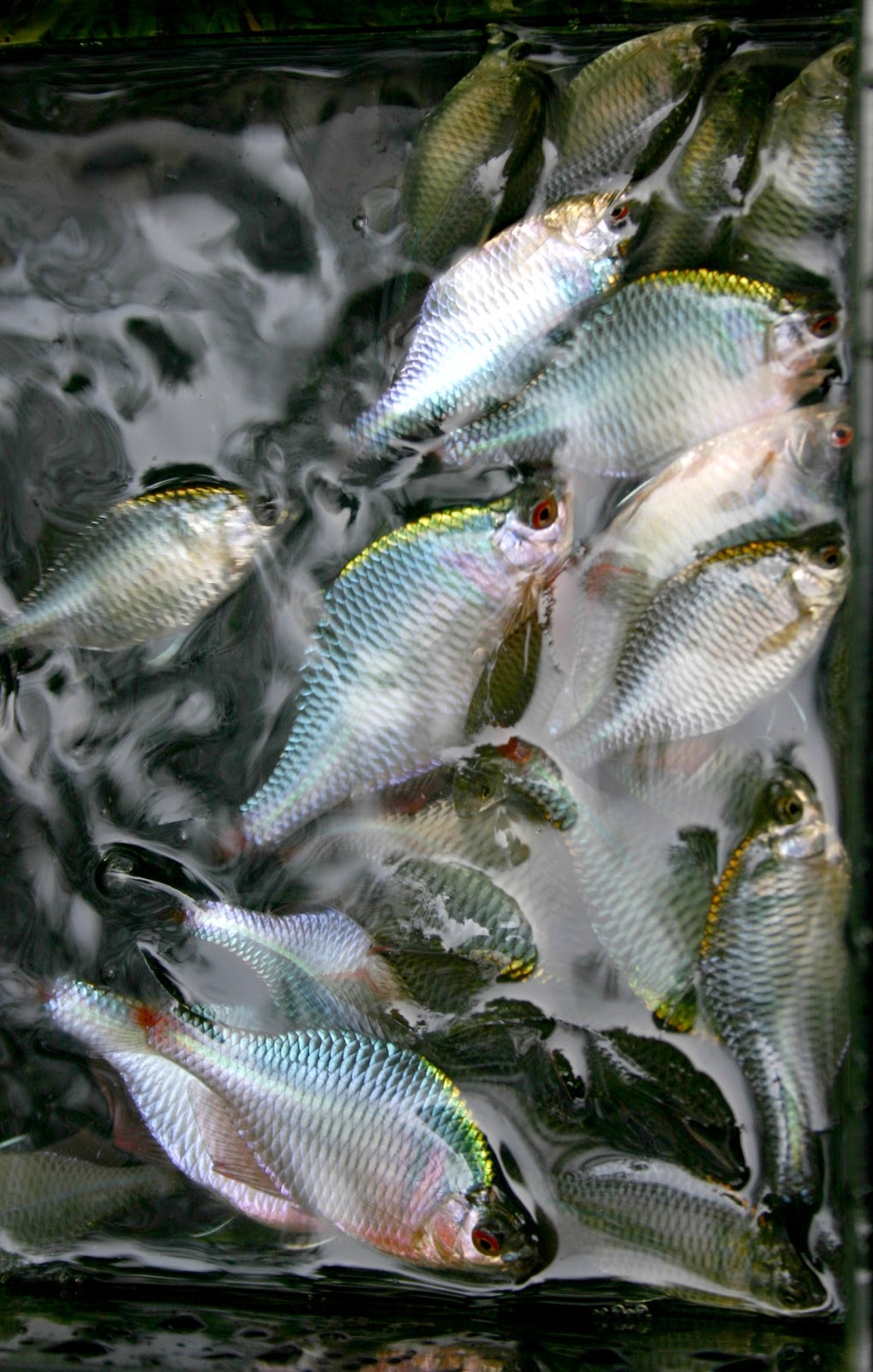 釣りのアルバム タナゴ釣り イワナ釣り等 タナゴ すずめ焼き