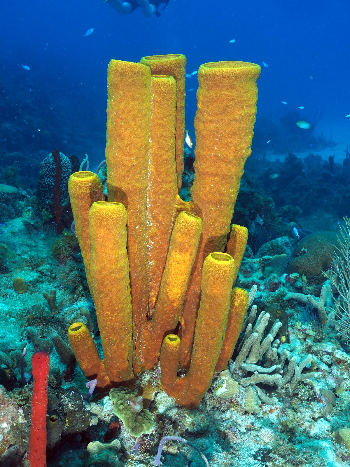 Photo Gilles Bourbonnais Best of Jamaica... Ya man... Respect