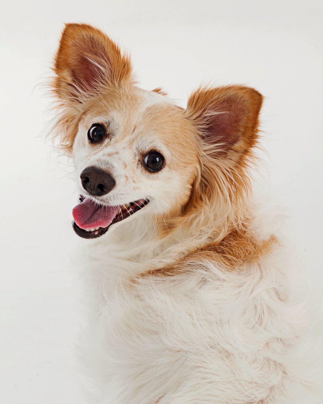 Just Food For Dogs Grand Opening and Adoption Event