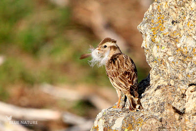 Gorrión chillón (Petronia petronia). Llevando material al nido, para hacerlo más cómodo.