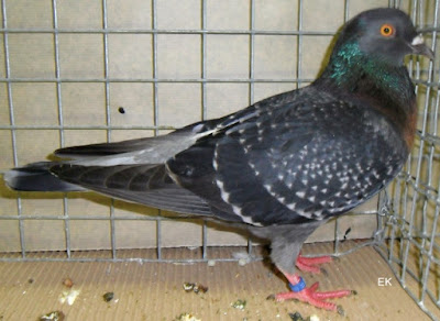 Alouette Charbonnière - lark colour pigeons