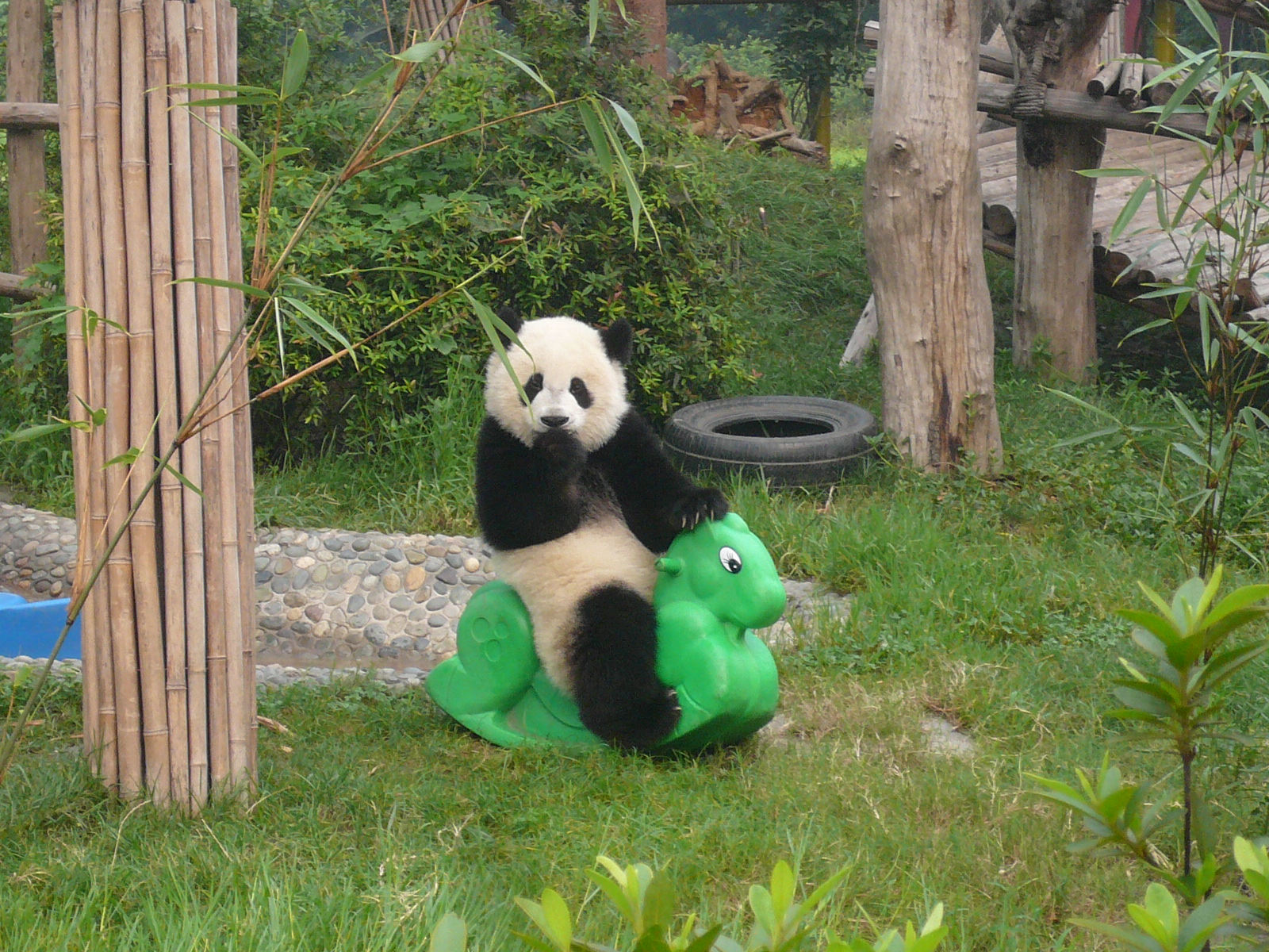 Bamboo and Panda zoos Where to see giant pandas around the world