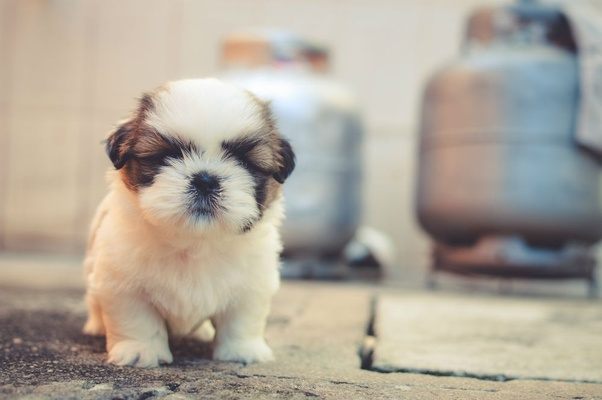 10 Sintomas que você nunca deve ignora em seu Shih Tzu
