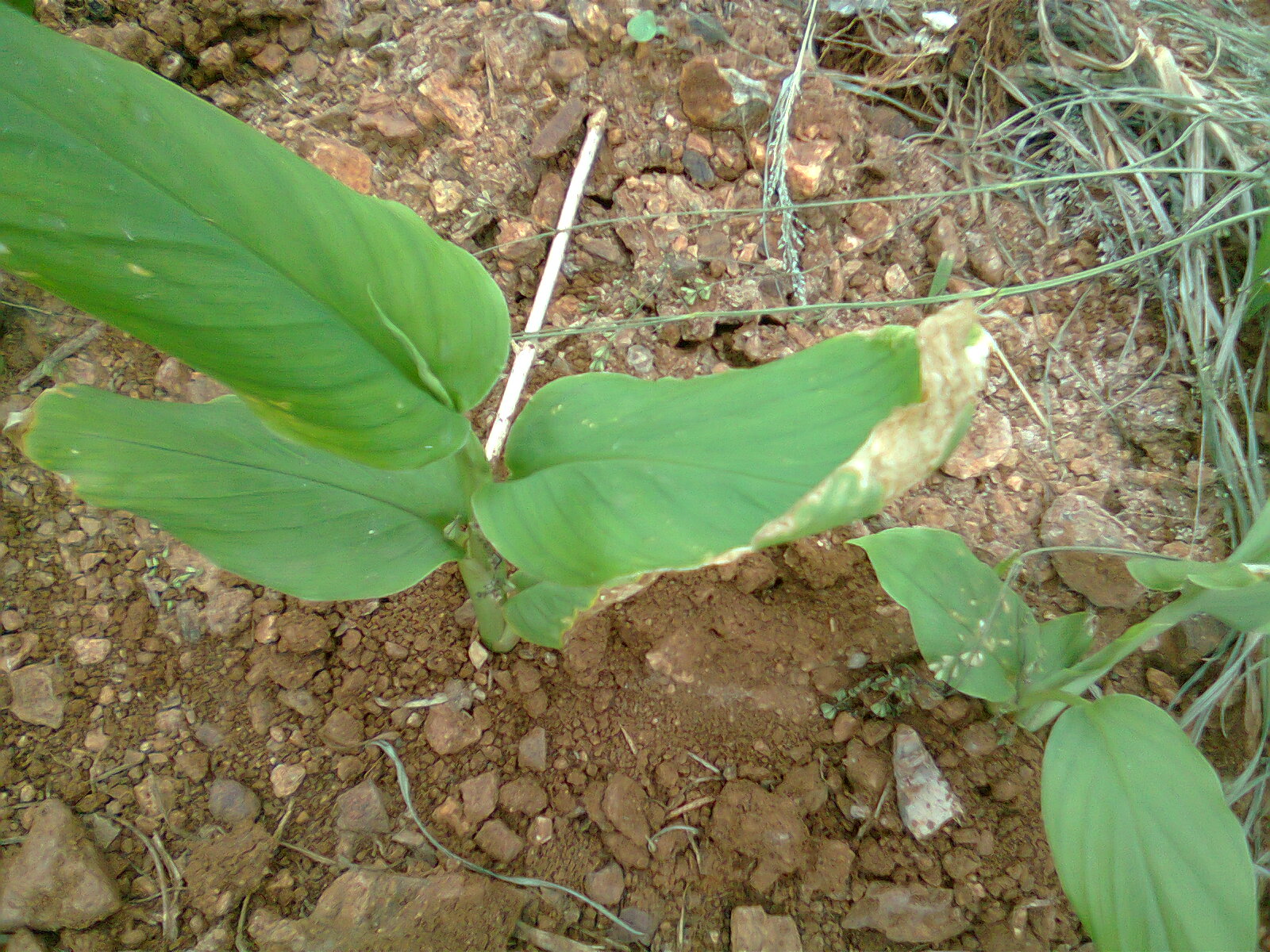 Food For All Turmeric Plantation at Sathy