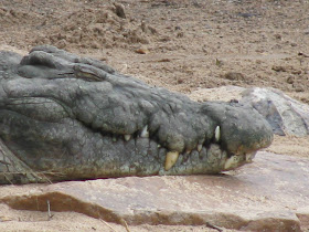 Crocodile at Grumet River Serengeti
