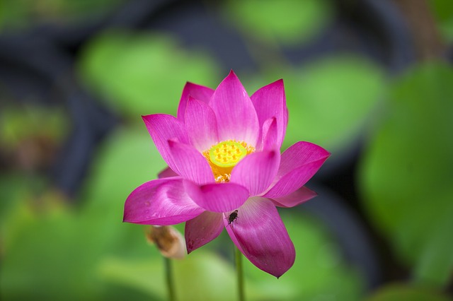 hinh hoa sen dep nhat the gioi 7